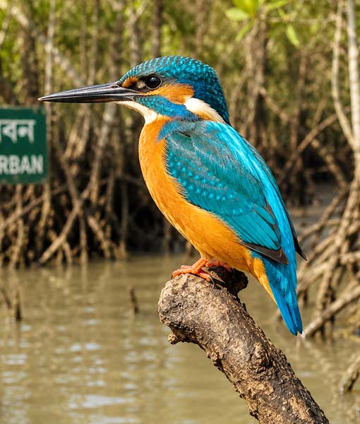 Birdwatching Experience