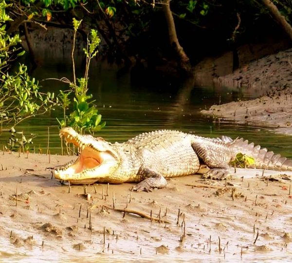 Sundarban Gallery