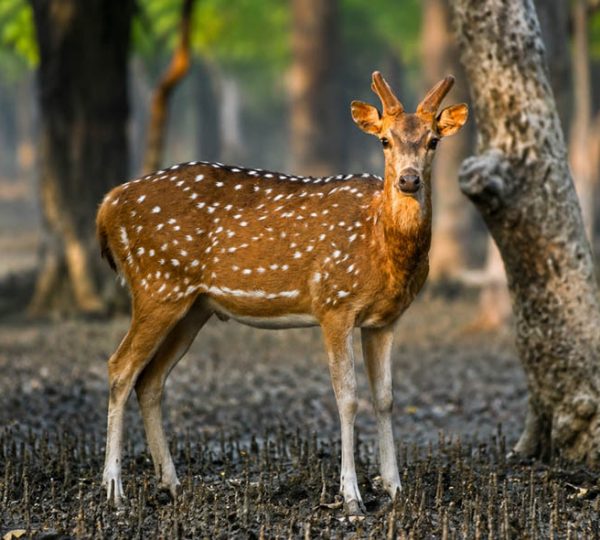 Sundarban Gallery
