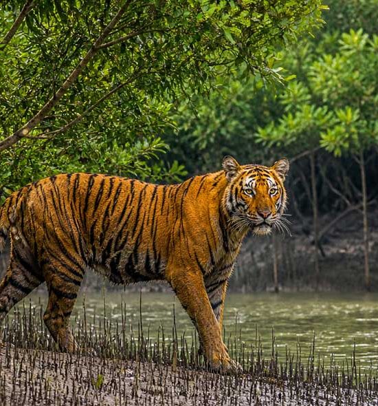 Sundarban Gallery