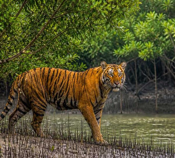 Sundarban Gallery